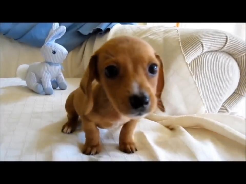 图2: THGN网络架构