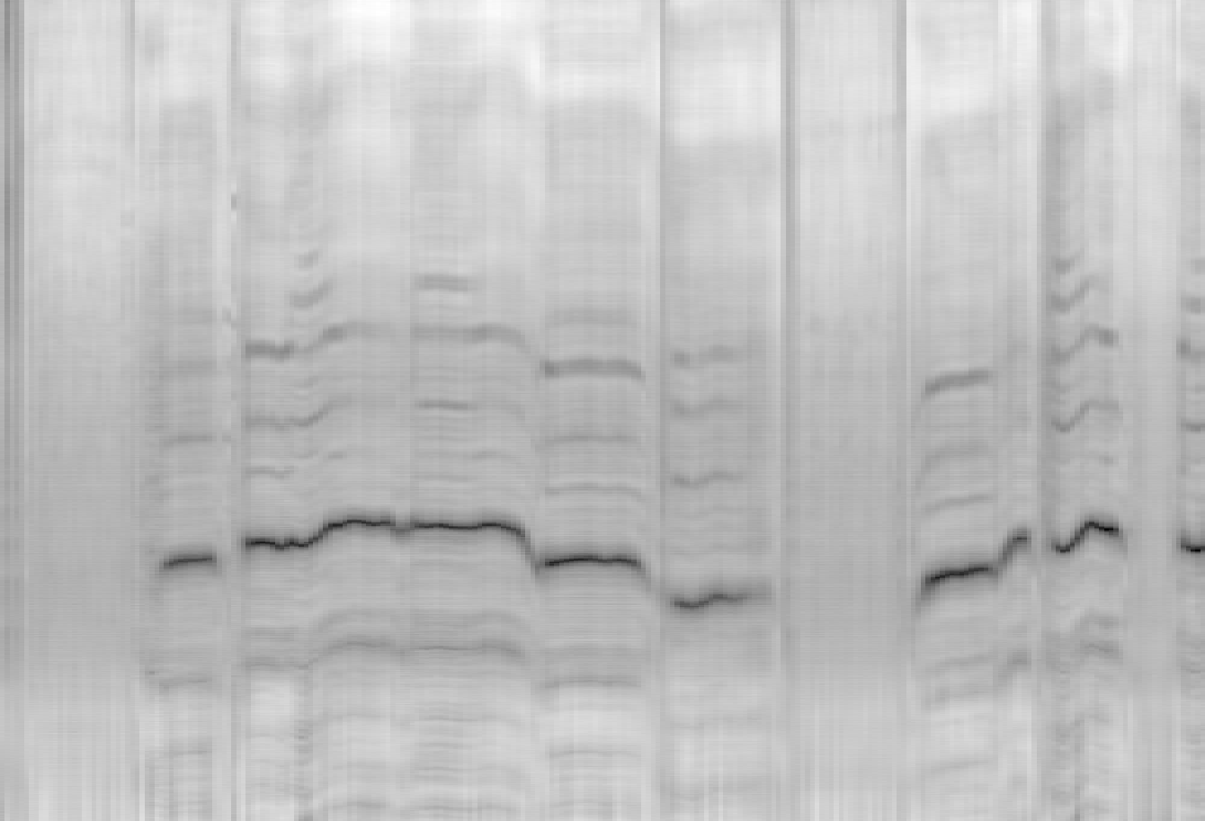 图2：MLF方法架构示意图