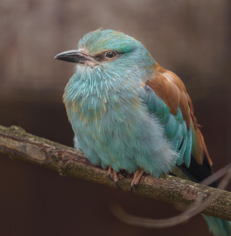 ProtoCLR训练过程示意图