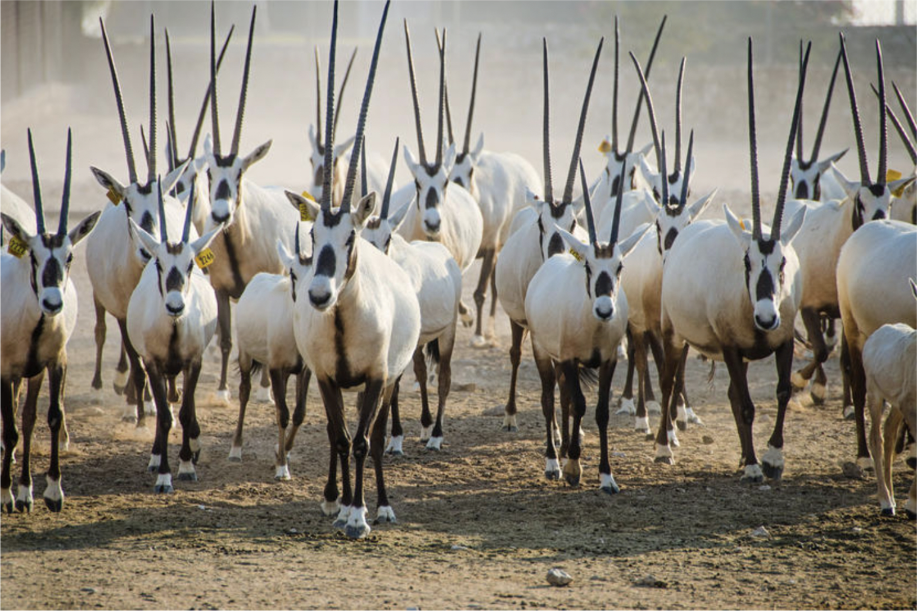 原论文 Figure 1：Q+ ( ) The image shows national animal of Qatar.