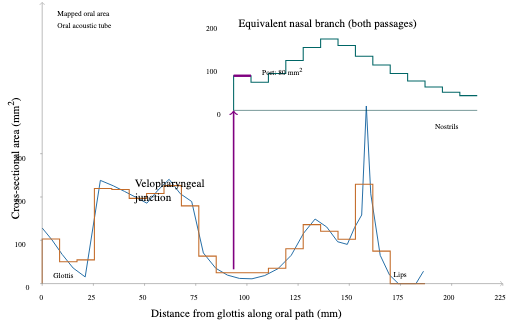 原论文 Figure 3:Area functions for the bilabial nasal /m/ with the velum lowered to open the nasal port.